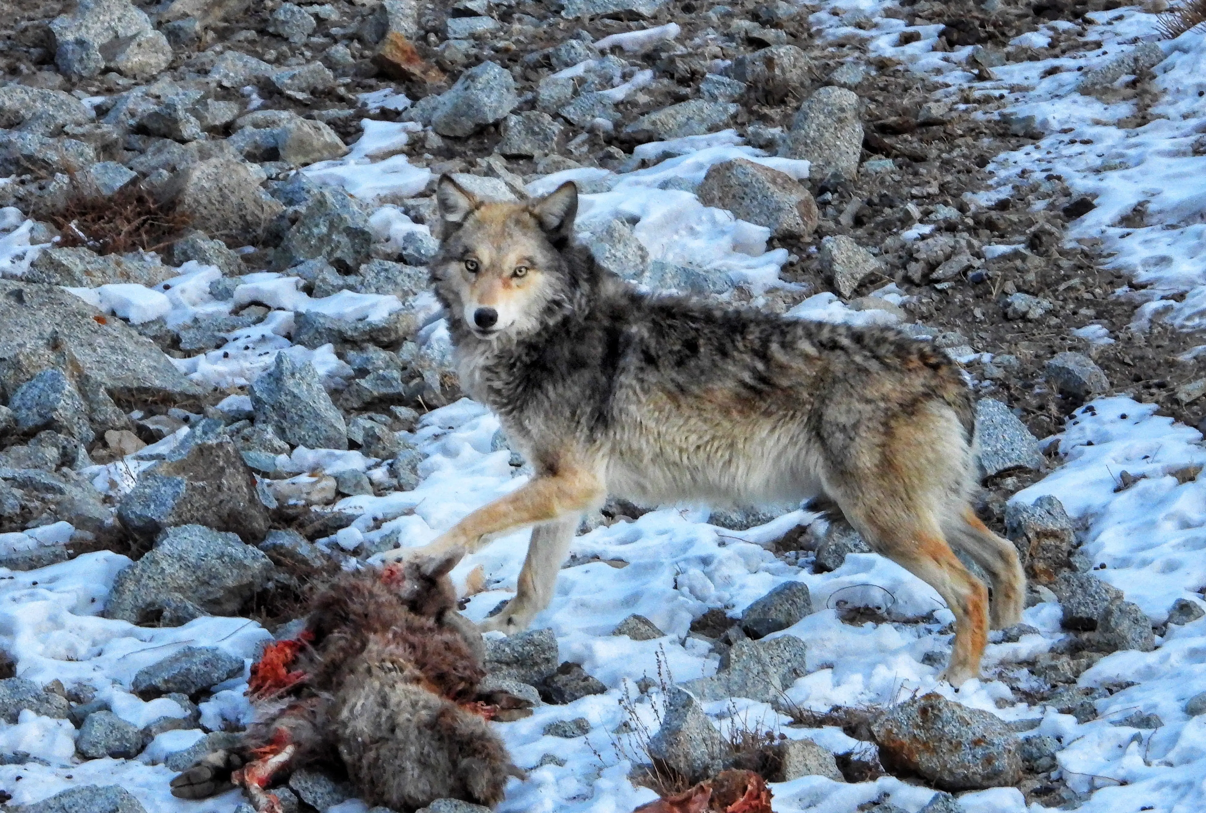 Grey Wolf Baseline Initiative