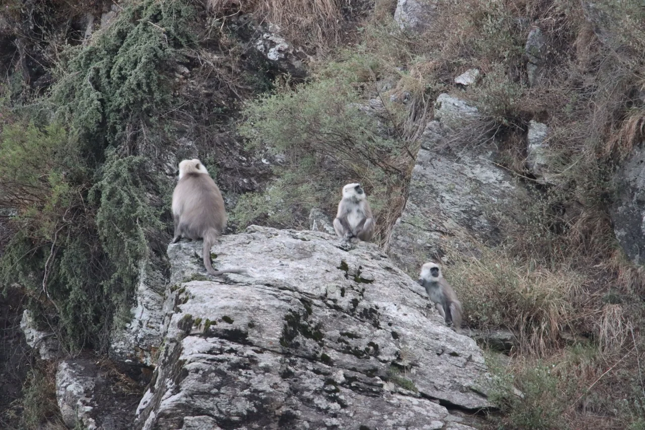 Pakistan Himalayan Langur Project